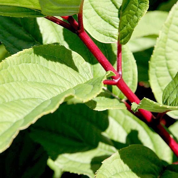 Hydrangea paniculata 'Wim's Red'