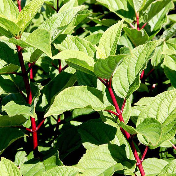 Hydrangea paniculata 'Wim's Red'