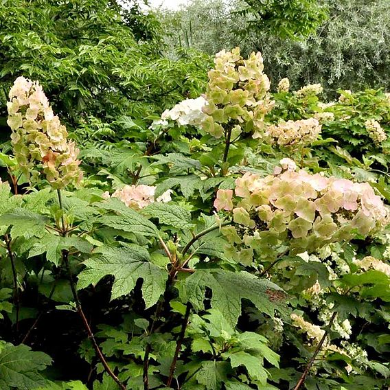 Hydrangea quercifolia 'Snow Queen'