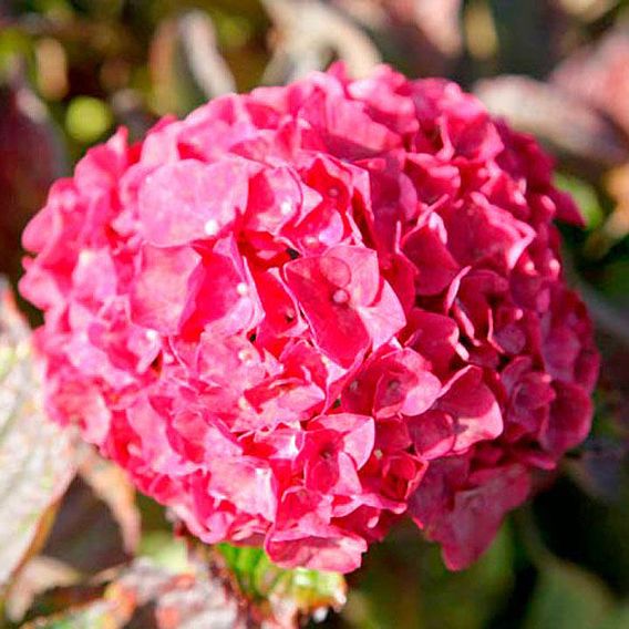 Hydrangea macrophylla 'Glowing Embers'