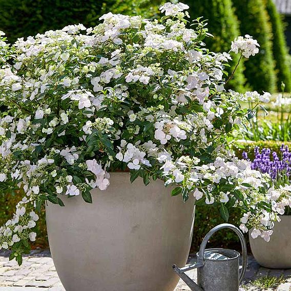 Hydrangea 'Runaway Bride'