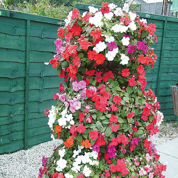 Busy Lizzie 'Tumbler Trailing Mix' - Seeds