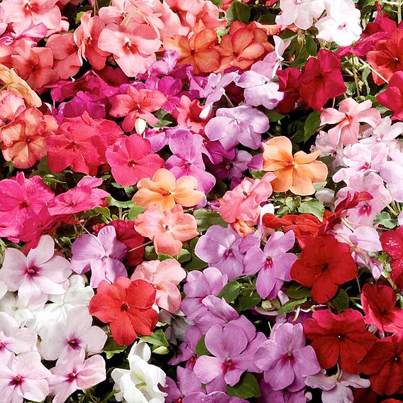 Impatiens 'Dobies Super Hybrid Imperial Mixed' F1 - Seeds