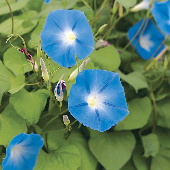Ipomoea 'Heavenly Blue' - Seeds