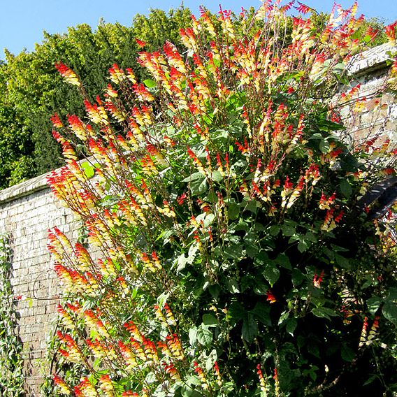 Ipomoea lobata 'Jungle Queen' (Mina lobata) - Seeds