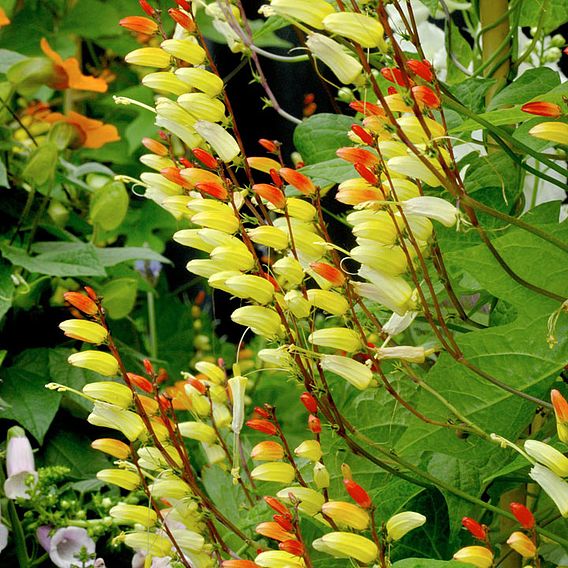 Ipomoea lobata 'Jungle Queen' (Mina lobata) - Seeds