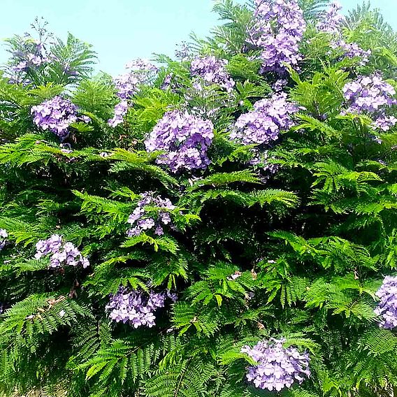 Jacaranda 'Bonsai Blue'