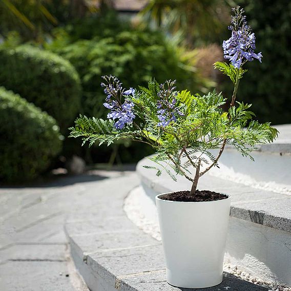 Jacaranda 'Bonsai Blue'