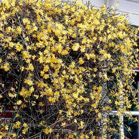 Jasminum nudiflorum