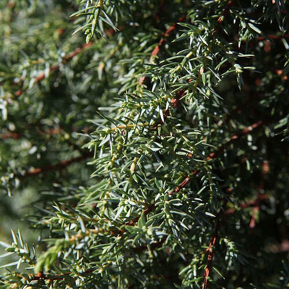 Juniperus communis 'Hibernica'