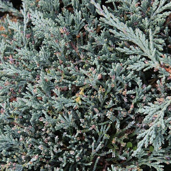 Juniperus horizontalis 'Icee Blue'