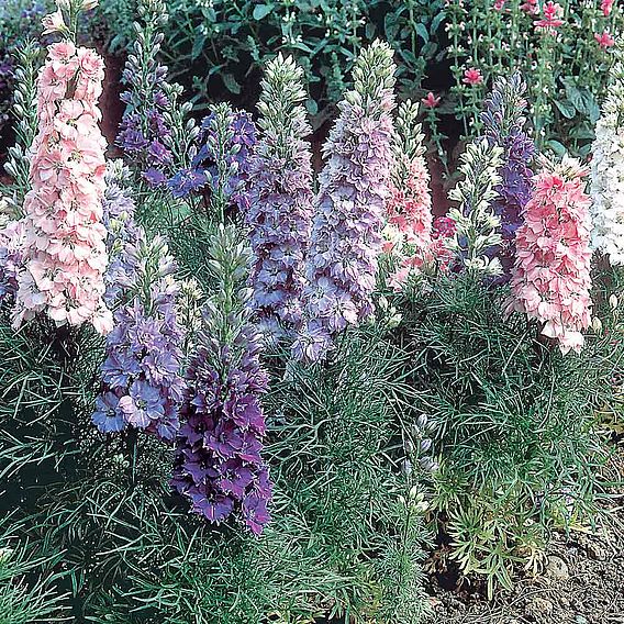 Delphinium 'Hyacinth-Flowered Mixed' - Seeds