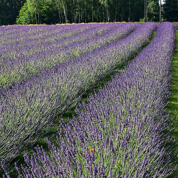 Phenomenal Lavender, Lavandula