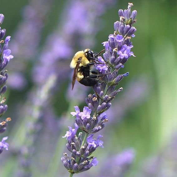 Lavandula × intermedia 'Phenomenal'