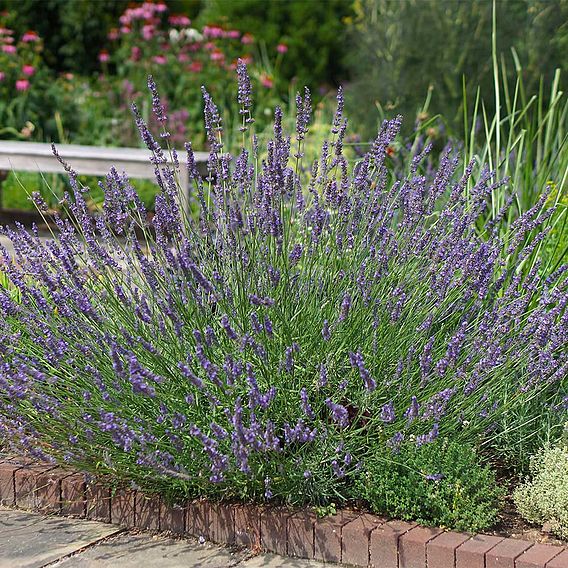 Lavandula × intermedia 'Phenomenal'