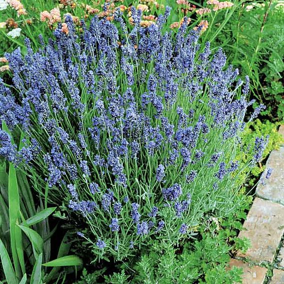 Lavender Seeds - Lady