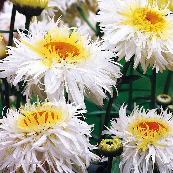 Leucanthemum 'Crazy Daisy'