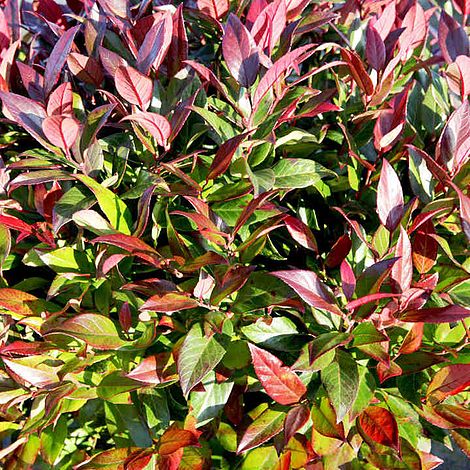 Leucothoe 'Scarletta'