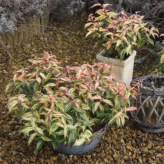 Leucothoe fontanesiana 'Makijaz'