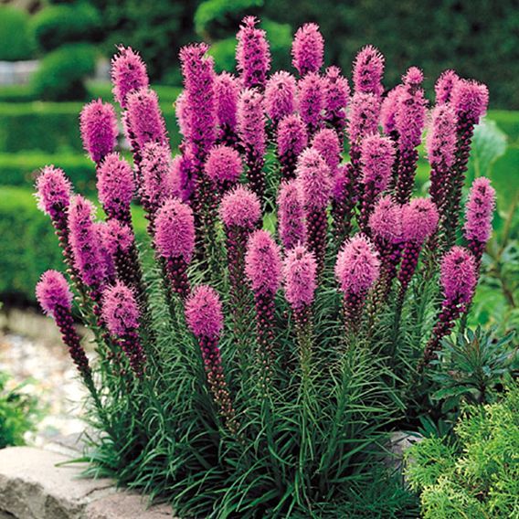 Liatris Spicata