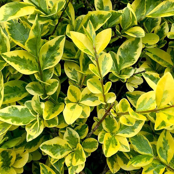 Golden Privet (Hedging)