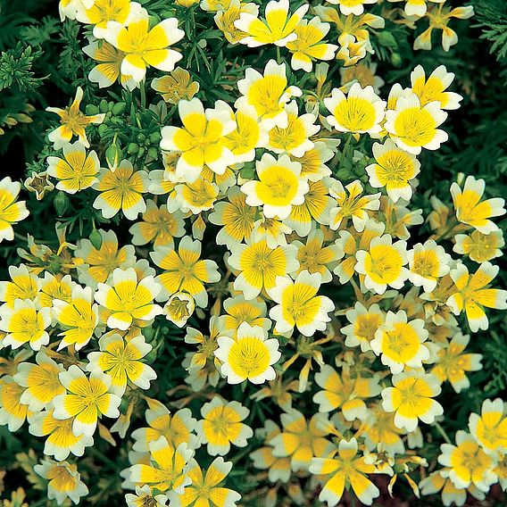 Limnanthes 'Douglasii' - Seeds