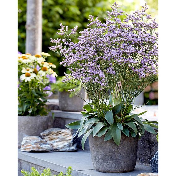 Limonium 'Dazzle Rocks'