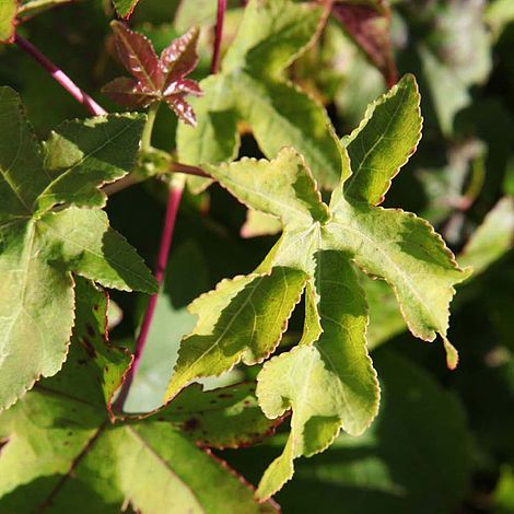 Liquidambar styraciflua 'Gum Ball'