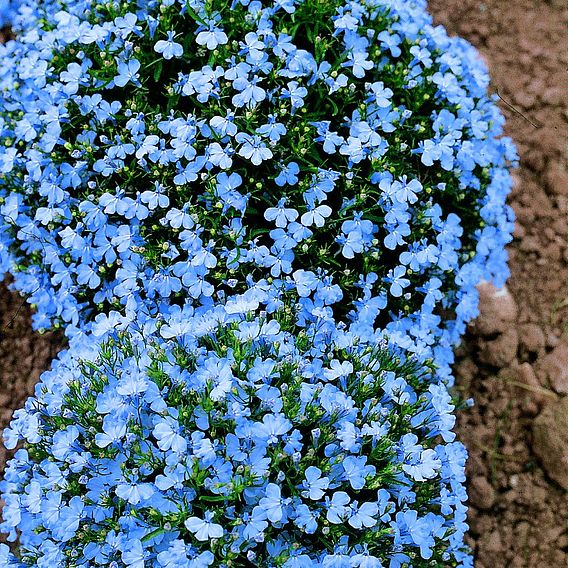 Lobelia 'Cambridge Blue' - Pellet Seeds