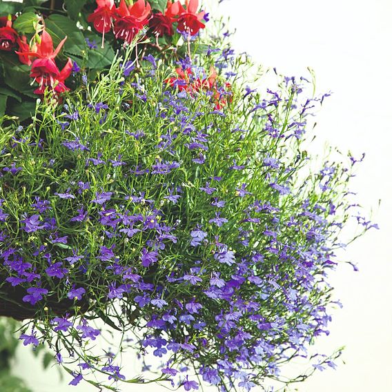 Lobelia 'Monsoon' - Pellet Seeds
