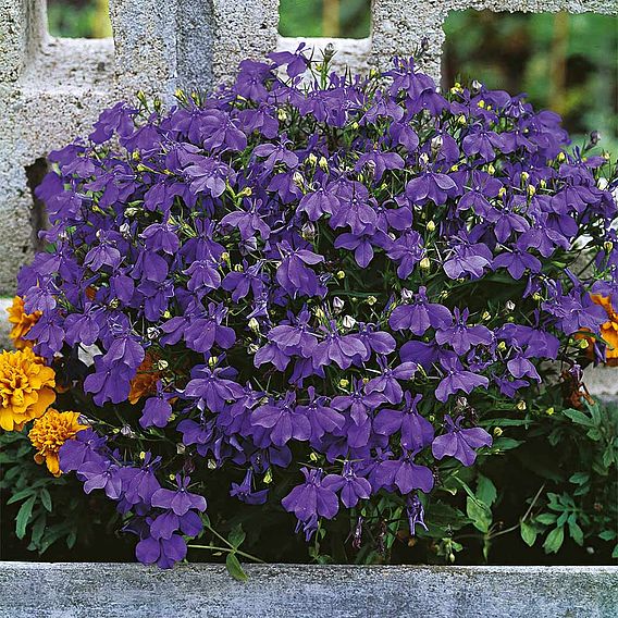 Lobelia 'Crystal Palace' - Seeds