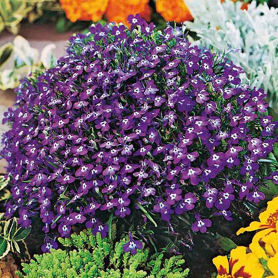 Lobelia 'Mrs. Clibran Improved' - Seeds