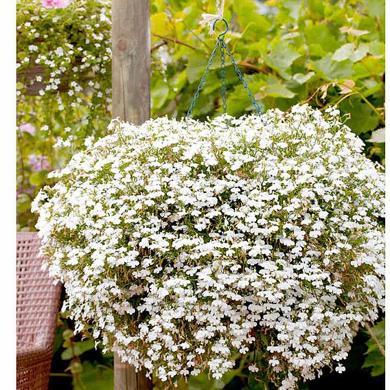 Lobelia 'Cascade White' - Pellet Seeds