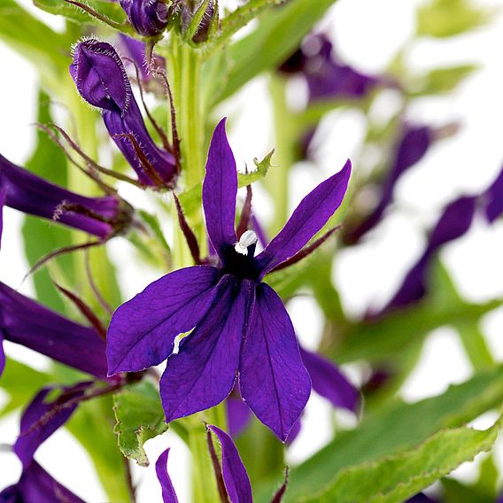 Lobelia 'Starship Blue'