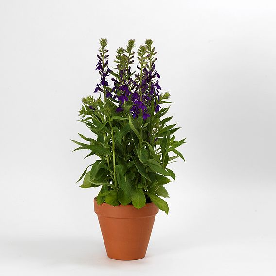 Lobelia 'Starship Blue'