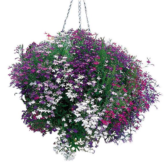 Lobelia 'Cascade Mixed' - Pellet Seeds