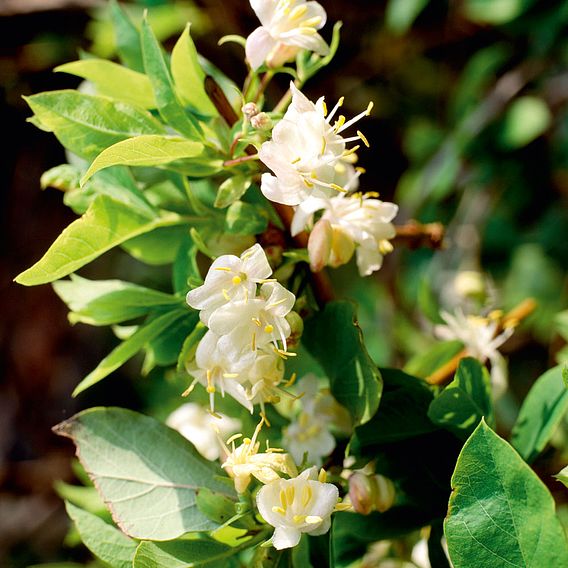 Lonicera Fragrantissima