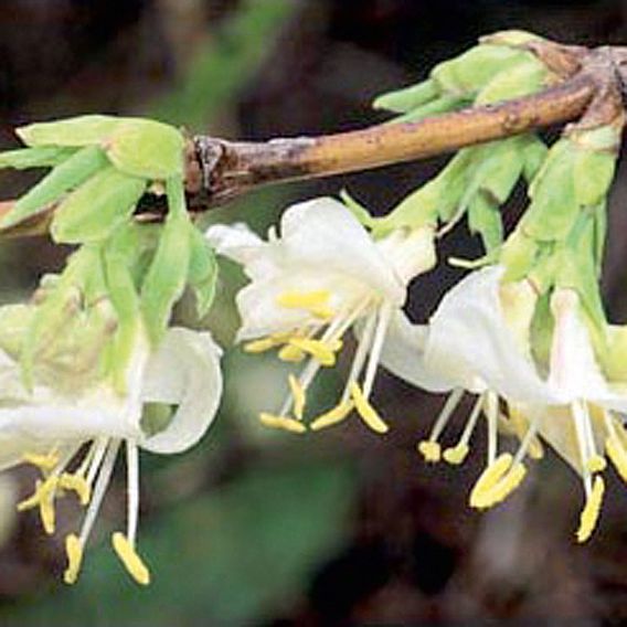 Lonicera Fragrantissima