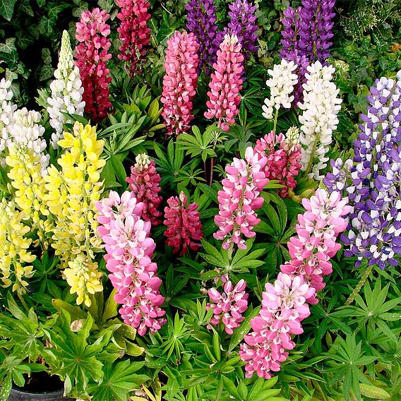 Lupin - Mini Gallery Extra Mixed