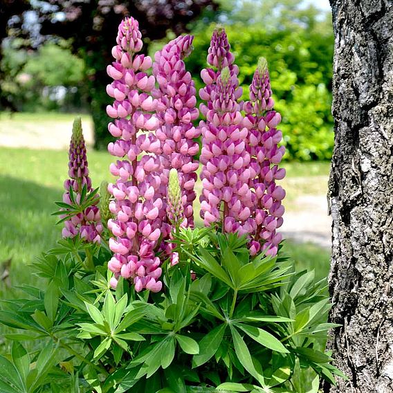 Lupin 'Mini Gallery Bi-colour Pink'
