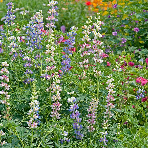 Lupin 'Garden Lupin Mixed' - Seeds
