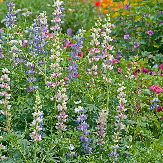 Lupin Seeds - Garden Lupin Mixed