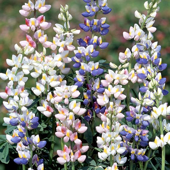 Lupin Seeds - Garden Lupin Mixed