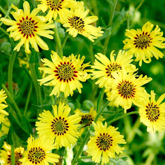 Madia elegans 'Caribbean Daisy' - Seeds