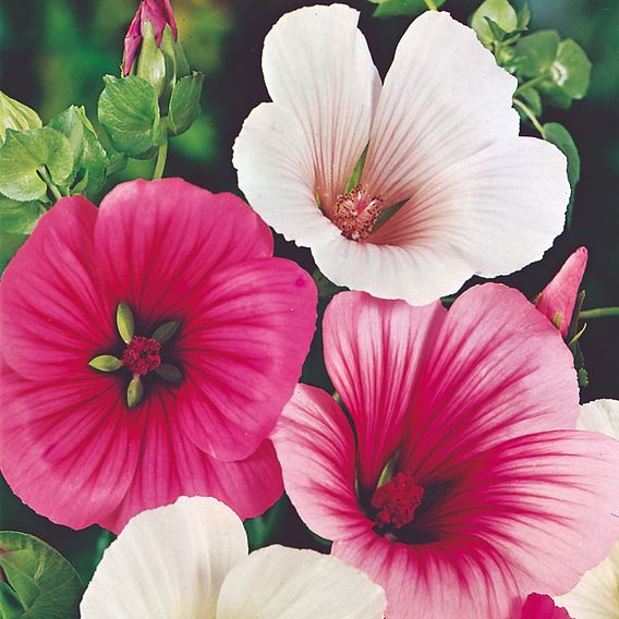 Malope 'Strawberries & Cream Mixed' - Seeds