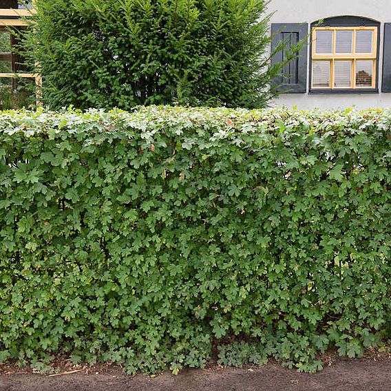 Field Maple (Hedging)