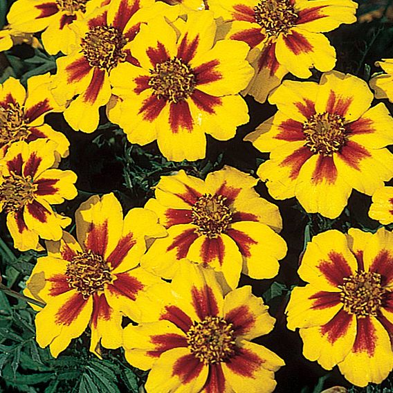 Marigold (Dwarf French) Seeds - Naughty Marietta