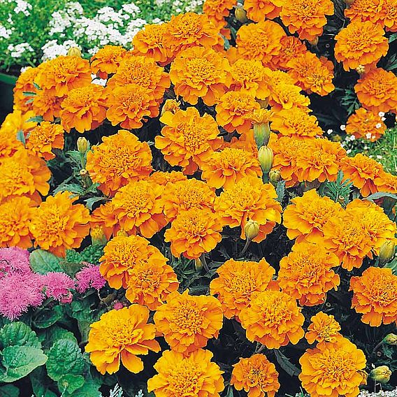 Marigold (French) Seeds - Orange Winner