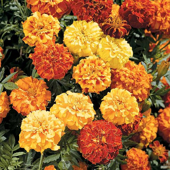 Marigold (Afro-French) Seeds - Zenith F1
