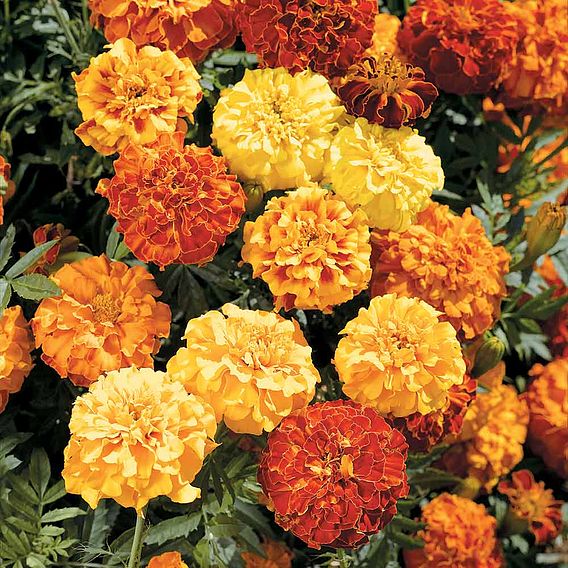 Marigold 'Zenith Mixed' (Afro-French) F1 - Seeds